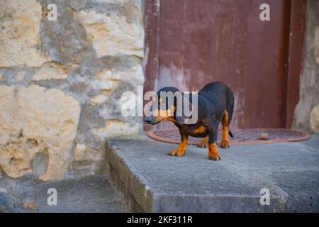 un chien de chasse se trouve sur une véranda rocheuse Banque D'Images