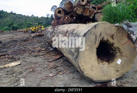 Exploitation forestière de bois de feuillus de forêt tropicale, Perak, Malaisie. Pas de MR ou PR Banque D'Images