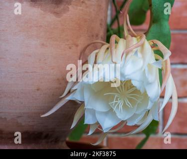 Gros plan de l'ivoire blanc nuit fleur de floraison de l'épiphyllum oxypetalum aka princesse de la nuit, reine de la nuit ou dutchman pipe cactus fermer Banque D'Images