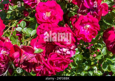 Une grappe de roses de style cramoisi en pleine floraison Banque D'Images