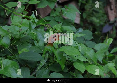 Un lézard de forêt vert commun mâle (calotes calotes) avec la tête et la gorge rouge vif au sommet d'un buisson sauvage recouvert de vignes sauvages Banque D'Images