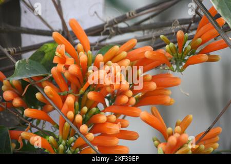 Trompette orange (Pyrostegia venusta) sur un mur de maison : (pix SShukla) Banque D'Images