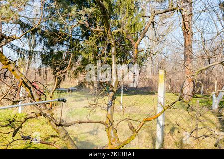 Pulvérisation d'arbres fruitiers dans le verger, long pulvérisateur pour le protéger avec des produits chimiques contre les maladies fongiques ou vermine au début du printemps. Banque D'Images