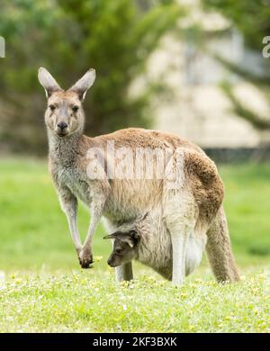 Kangaroo regardant l'appareil photo et joey dans la pochette regardant une Marguerite fleurie, Quinninup Australie occidentale Banque D'Images