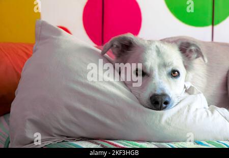 Grand chien blanc reposant sur un oreiller et regardant l'appareil photo Banque D'Images