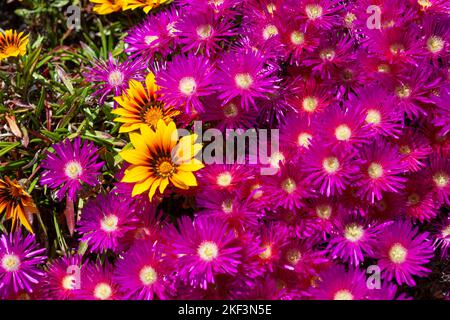 Delosperma (usine de glace) et Gazania jaune brillant, poussant dans un jardin à Old Grimsby, Tresco, Isles of Scilly, Royaume-Uni Banque D'Images