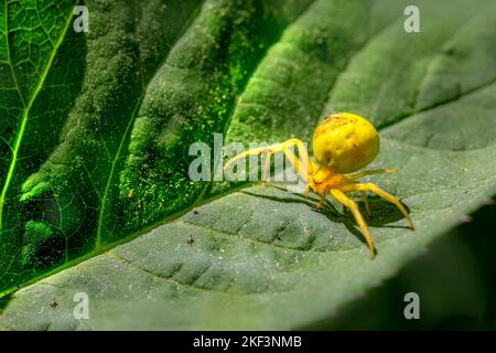 L'Araignée Crabe jaune ( Misumena vatia) Banque D'Images