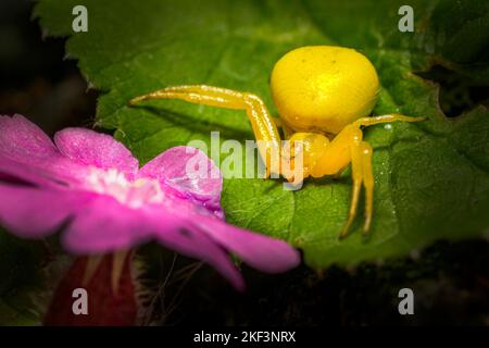 L'Araignée Crabe jaune ( Misumena vatia) Banque D'Images