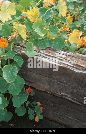 Un mur de bordure de jardin fait de vieilles poutres en bois Banque D'Images