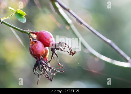 Hanche rose rouge sur la braque dans la lumière d'automne. Banque D'Images