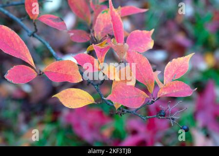 Branche de feuilles d'automne Cherry prune dans la forêt d'automne. Banque D'Images