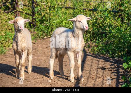 Deux jeunes agneaux de printemps Merino ont pendu à la recherche de leurs mères dans une ferme du nord-ouest de la Nouvelle-Galles du Sud, en Australie Banque D'Images