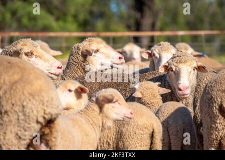 Les brebis mérinos et leurs jeunes agneaux printaniers ont été pennés dans une ferme du nord-ouest de la Nouvelle-Galles du Sud, en Australie Banque D'Images