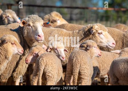 Les brebis mérinos et leurs jeunes agneaux printaniers ont été pennés dans une ferme du nord-ouest de la Nouvelle-Galles du Sud, en Australie Banque D'Images