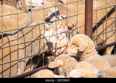 Les brebis mérinos se sont séparées de leurs jeunes agneaux de printemps, pennés dans une ferme du nord-ouest de la Nouvelle-Galles du Sud, en Australie Banque D'Images