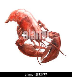 Illustration aquarelle du homard isolé sur fond blanc Banque D'Images