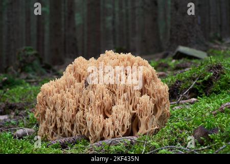 Champignon non comestible Ramaria largentii dans la forêt humide d'épinette. Champignons de corail poussant dans la mousse. Banque D'Images