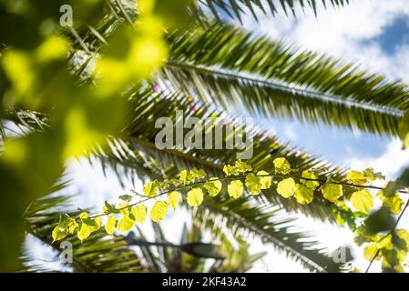 Doux soleil de soirée brillant à travers les feuilles de palmier dattier et de bougainvilliers Banque D'Images