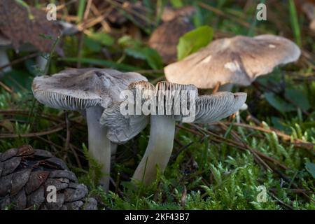 Champignon comestible Tricholoma terreum dans la forêt de pins. Connu sous le nom de chevalier gris ou de tricholoma sale. Groupe de champignons sauvages poussant dans la mousse. Banque D'Images