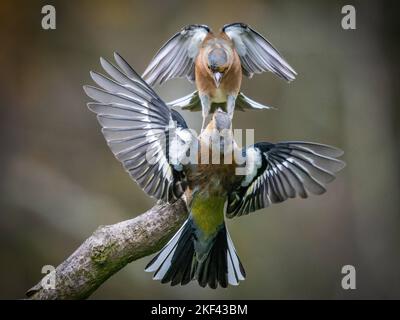 Deux chaffinches se rapprochent l'un de l'autre. Shropshire, UK: CETTE PAIRE de chaffinches féisty ressemble à s'accroupir sur une perchaude en bois. Po o Banque D'Images