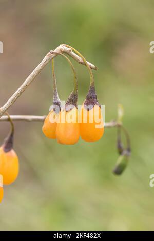 Goji-Beere (Lycium barbarum 'Amber Sweet Goji') Banque D'Images