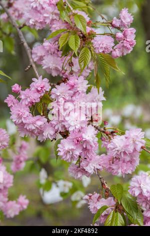 Hänge-Zierkirsche (Prunus 'Kiku-shidare-zakura') Banque D'Images