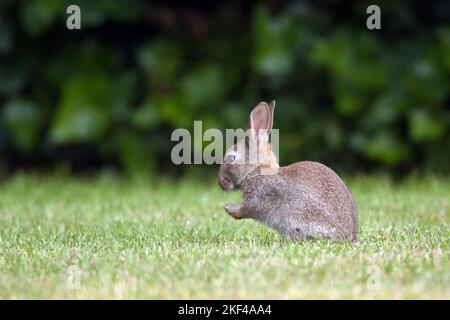 Junges Wildkaninchen (Oryctolagus cuniculus) Banque D'Images