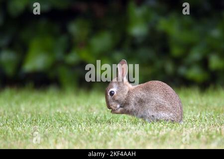 Junges Wildkaninchen (Oryctolagus cuniculus) Banque D'Images