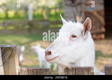 Chèvre sur une ferme rurale de près. Une chèvre blanc drôle intéressé sans corne sort de derrière une clôture en bois. Le concept de l'agriculture et de l'animal hu Banque D'Images