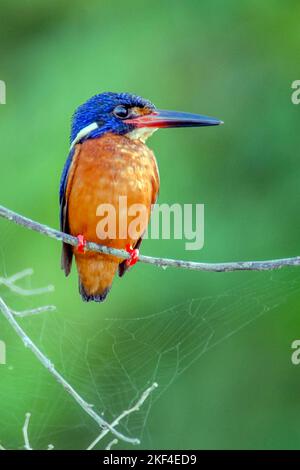 Eisvogel, Menintingeisvogel, rivière Kinabatangan, Sabah, Bornéo, Malaisie, (Alcedo meninting) Banque D'Images