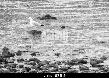 Plage de pierre sur la mer du Danemark, prise en noir et blanc, avec un mouette sur une pierre. Paysage sur l'eau Banque D'Images