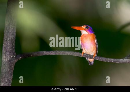 Rostfischer, Sulawesi-Zwergfischer, Sulawesizwergfischer, (Ceyx fallax sangirensis) Eisvogel, Parc national de Tangkoko, Sulawesi, Indonésie, Banque D'Images