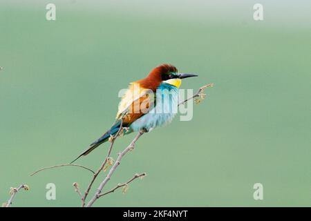 Bienenfreser auf Sitzwarte, European Bee-eater, (Merops apiaster), Banque D'Images
