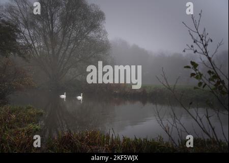 Nagé sur la rivière Stour le matin d'une brumeuse. Frontière Essex-Suffolk. De Dedham à Flatford Foothpath. Banque D'Images