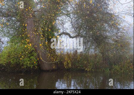 Paysage automnal à Dedham Vale. Arbres colorés au bord de la rivière Stour. Essex - bordure du Suffolk. Banque D'Images