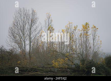 Paysage automnal à Dedham Vale. Arbres colorés au bord de la rivière Stour. Essex - bordure du Suffolk. Banque D'Images