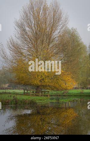Paysage automnal à Dedham Vale. Arbres colorés au bord de la rivière Stour. Essex - bordure du Suffolk. Banque D'Images