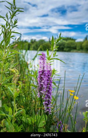 Orchidées tachetées communes qui poussent près d'un étang. Banque D'Images