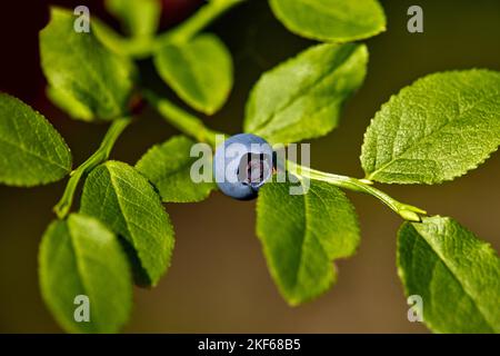 Mûrs et prêts de bleuets sauvages sur le bush, selective focus Banque D'Images