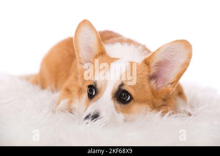 Chien corgi gallois couché sur une fourrure Banque D'Images