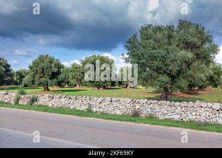 Une vue attrayante sur un champ d'herbe et de magnifiques oliviers dans la campagne des Pouilles, en Italie. Banque D'Images