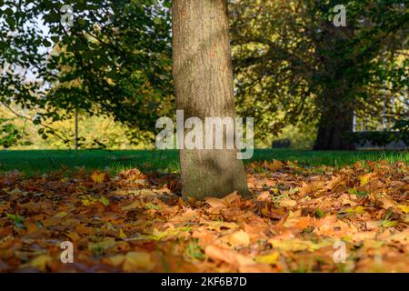 Arbre avec feuilles d'automne tombées à Hyde Park, Londres Banque D'Images