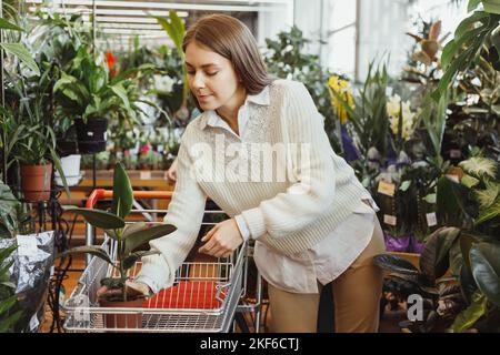 Belle femme adulte avec chariot choisit des plantes en pot dans une serre ou un centre de jardin Banque D'Images