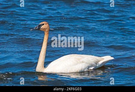 Cygne trompettiste dans un lac de North Woods dans la réserve naturelle nationale de Seney au Michigan Banque D'Images