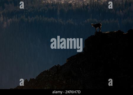 Tatra chamois, Rupicapra rupicapra tatrica, Parc national de Tatra, Slovaquie. Banque D'Images