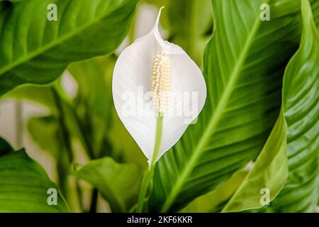 Gros plan sur une fleur de nénuphars de la paix en pleine fleur entourée de feuilles de vert vif. Banque D'Images