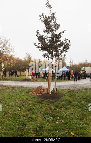 Weimar, Allemagne. 16th novembre 2022. Les participants à un événement se tiennent près de l'un des sept arbres fraîchement plantés lors de la campagne de plantation d'arbres '1000 Buchen'. Les arbres ont été plantés comme un symbole en mémoire des victimes du camp de concentration nazi Buchenwald et des soi-disant «marches de mort». Les arbres font partie du projet '1000 Buchen' et ont été initialement destinés à remplacer plusieurs arbres commémoratifs détruits à l'été 2022. Credit: Bodo Schackow/dpa/Alay Live News Banque D'Images