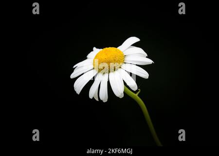 Gros plan d'une fleur de pâquerette isolée avec fond noir. Banque D'Images