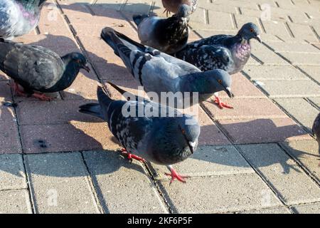 Un pigeon gris marche sur le trottoir de près Banque D'Images