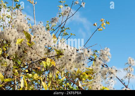 Les clematis sauvages (Clematis vitalba, également appelé la barbe de vieux hommes ou la joie des voyageurs) sement les têtes contre le ciel bleu pendant l'automne, Angleterre, Royaume-Uni Banque D'Images